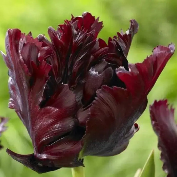 Black Parrot",Tulip Bulbs, Fall Planting Bulbs ! - Caribbeangardenseed