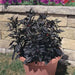 Black Pearl ,PEPPER SEEDS Capsicum annuum-Ornamental - Caribbean garden seed