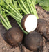 BLACK SPANISH RADISH SEEDS, HIRLOOM Vegetable - Caribbeangardenseed