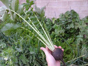 BLACK SPANISH RADISH SEEDS, HIRLOOM Vegetable - Caribbeangardenseed