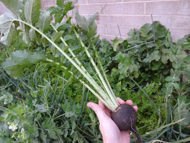 BLACK SPANISH RADISH SEEDS, HIRLOOM Vegetable - Caribbeangardenseed