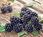 BLACKBERRY ( Plant )Cheyenne - Caribbeangardenseed