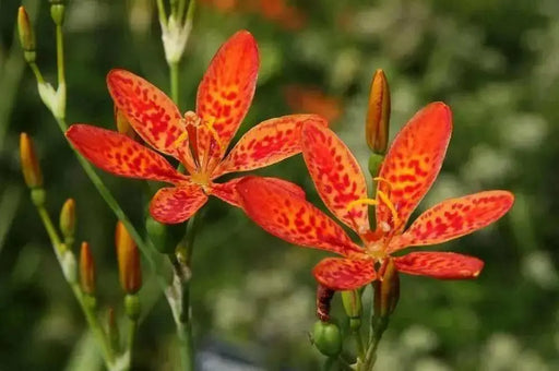 Blackberry Lily Seed (Belamcanda Chinensis ) PERENNIAL FLOWERS. - Caribbean garden seed