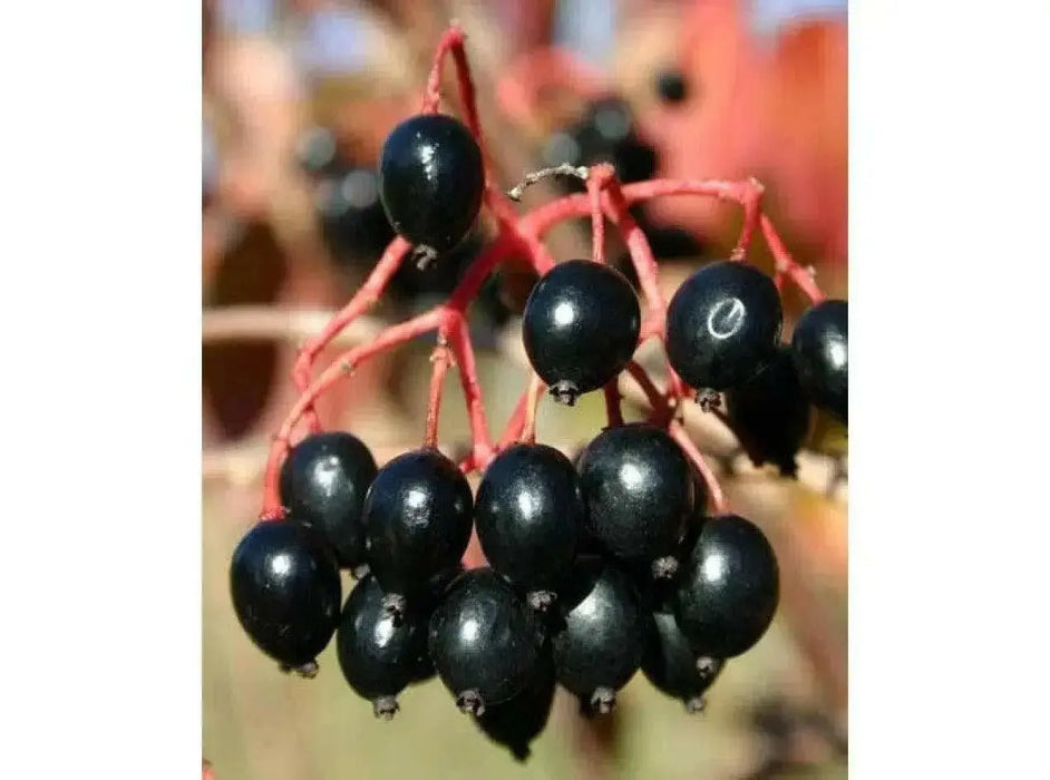 Blackhaw ,Viburnum prunifolium Tree Seeds, white flowers - Caribbean garden seed