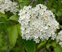 Blackhaw ,Viburnum prunifolium Tree Seeds, white flowers - Caribbean garden seed