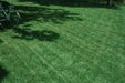 Blackjack Bermudagrass Seed,perfect for the home lawn, parks &r sports fields. - Caribbean garden seed