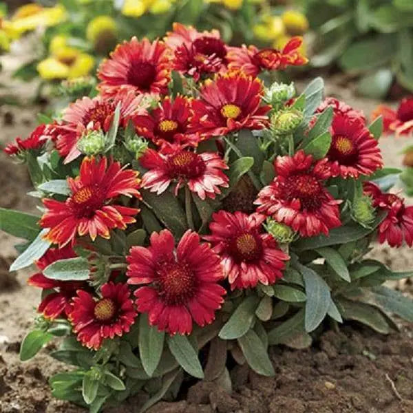 Gaillardia FLOWERS Seeds Mesa RED AKA INDIAN BLANKET FLOWERS - Caribbeangardenseed