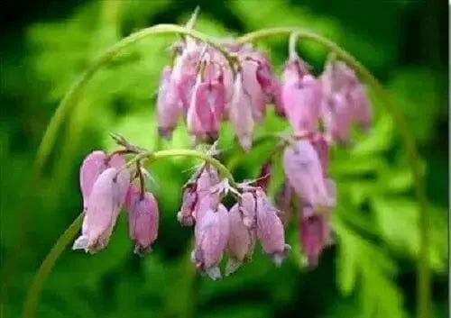 Bleeding heart,(bareroot/ PLANT) perennial flowers - Caribbean garden seed