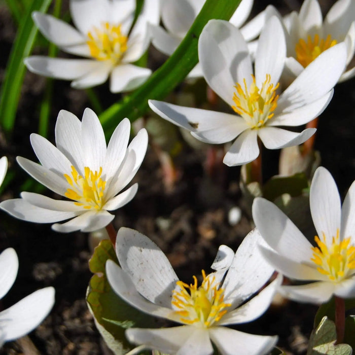 Blood Root Plant,( plant/Root) Perennial native wildflower - Caribbeangardenseed