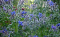 Blue Borage Herb Seeds - Caribbean garden seed