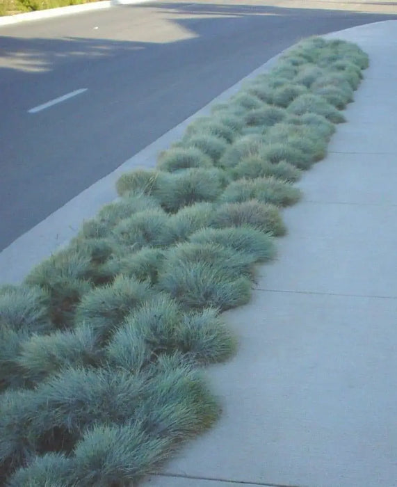 BLUE FESCUE,Ornamental Grass Seeds - Festuca glauca - Perennial - Caribbeangardenseed