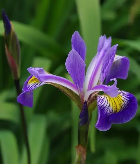 Iris Gerald Darby ('Bareroot) Perennial - Caribbeangardenseed