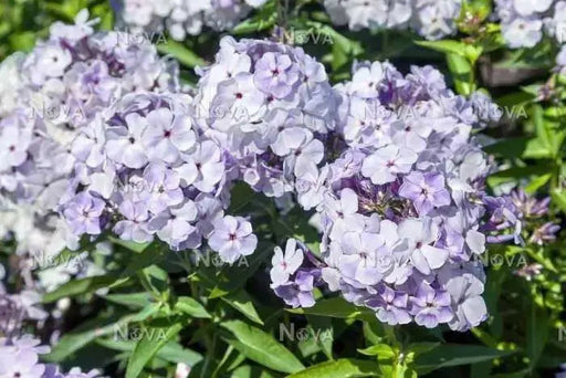 Blue Flame Phlox( BareRoot Plant) flowers - Caribbean garden seed