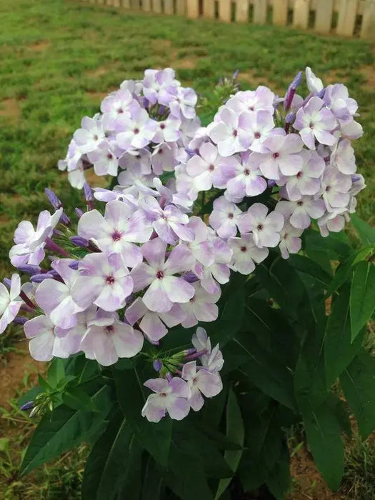 Blue Flame Phlox( BareRoot Plant) Groundcover flowers - Caribbeangardenseed