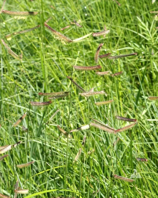 Blue Gamma Grass seeds (Bouteloua gracilis) Warm Season ,Perennial ! - Caribbeangardenseed