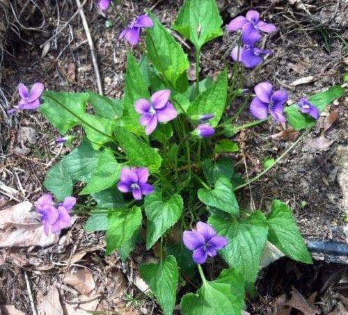 Blue Garden violet, Wild flowers plant, SHADE LOVING - Caribbeangardenseed