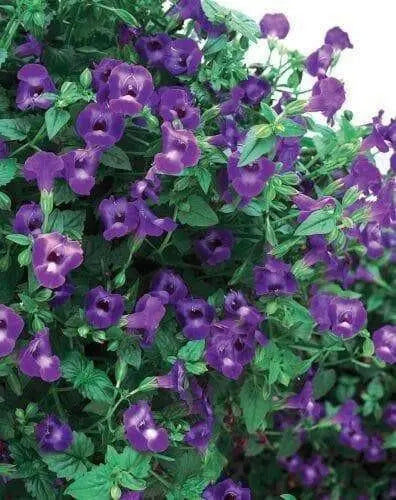 Blue Garden violet, Wild flowers plant, SHADE LOVING - Caribbean garden seed