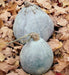 Blue Hubbard (Winter Squash) Seeds ,Fruit size: 15 to 30 pounds - Caribbean garden seed