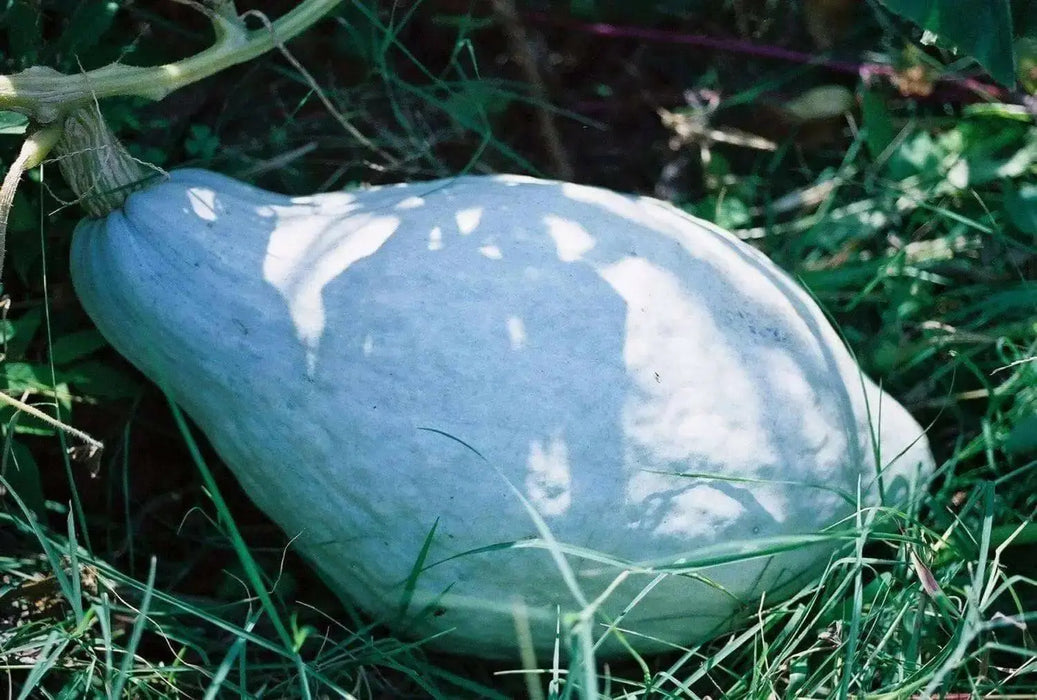 Blue Hubbard (Winter Squash) Seeds ,Fruit size: 15 to 30 pounds - Caribbean garden seed