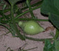Blue Hubbard (Winter Squash) Seeds ,Fruit size: 15 to 30 pounds - Caribbean garden seed