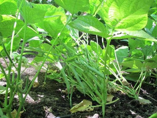 Blue Lake Bush Bean - Caribbeangardenseed