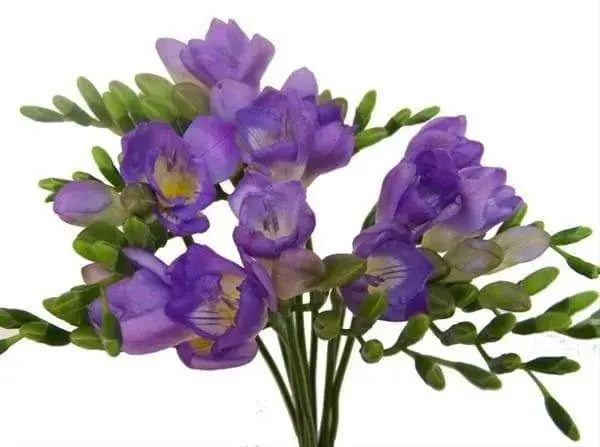 Blue /Purple Freesia Bulbs, Single Blue (Fragrant) - Caribbeangardenseed