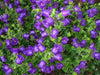 Blue single Canterbury Bells,CAMPANULA medium ,Cup and Saucer Seeds - Caribbeangardenseed