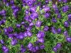 Blue single Canterbury Bells,CAMPANULA medium ,Cup and Saucer Seeds - Caribbean garden seed