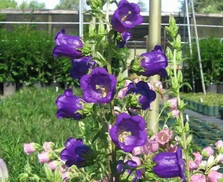 Blue single Canterbury Bells,CAMPANULA medium ,Cup and Saucer Seeds - Caribbean garden seed