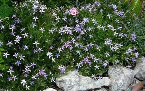 Blue Star Creeper - Laurentia Axillaris,Flowers Seeds..