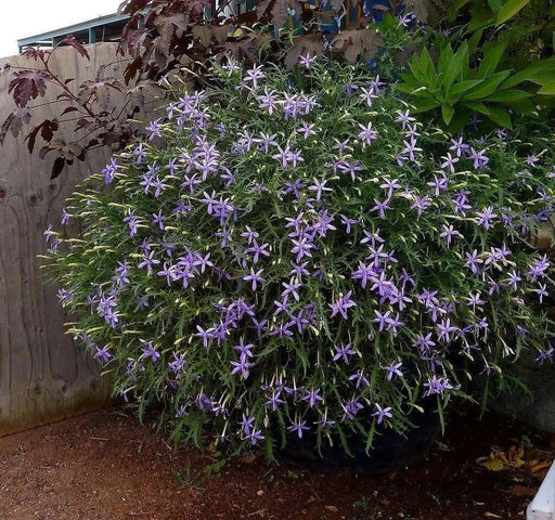 Blue Star Creeper -Laurentia Axillaris,Flowers  vine Seeds - Caribbean garden seed