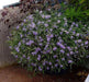 Blue Star Creeper -Laurentia Axillaris,Flowers  vine Seeds - Caribbean garden seed
