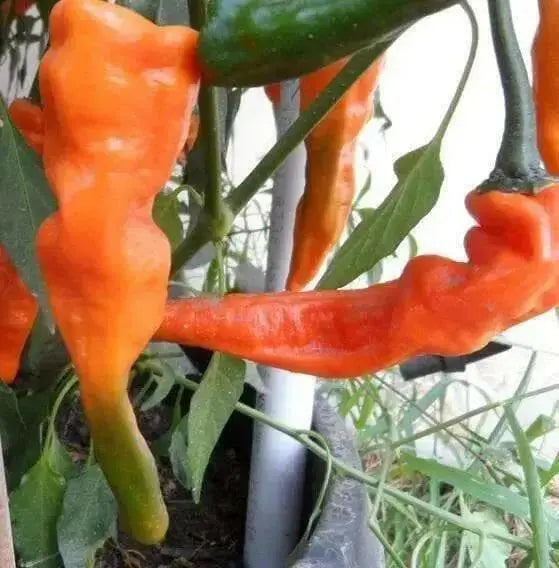 Bolivian Orange,Pepper SEEDS - Capsicum baccatum - Caribbean garden seed