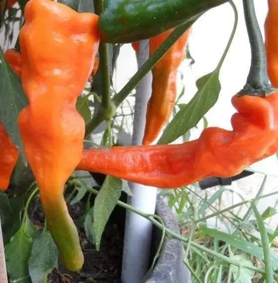 Bolivian Orange,Pepper SEEDS - Capsicum baccatum - Caribbeangardenseed