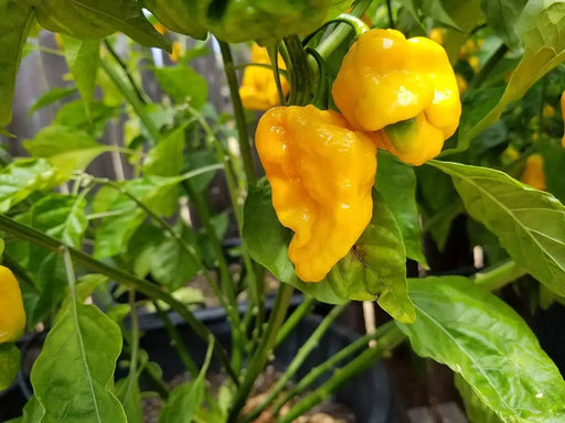 BONDA MA JACQUES PEPPER SEEDS,Capsicum chinense - Caribbeangardenseed