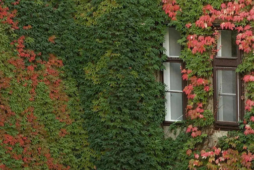 BOSTON IVY Plant ( 2.5' POT LIVE Plant) flowers VINE - Caribbean garden seed