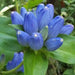 Bottle Gentian (Gentiana andrewsii ) Wildflower Seeds - Caribbeangardenseed