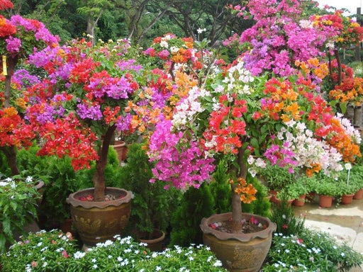 Bougainvillea Seeds - Grow Indoors/Outdoor - Caribbeangardenseed