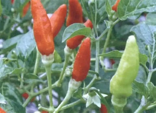 Bradley Bahamian Pepper SEEDS (Bahamian Bird Pepper) Capsicum Frutescens - Caribbeangardenseed