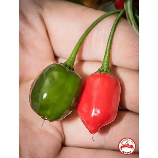 Brazilian Red Olive- PEPPER SEEDS - Capsicum baccatum - Caribbeangardenseed