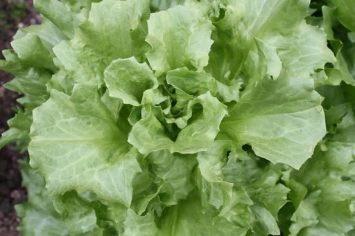 Broadleaf Batavian SEEDS, Endive (Escarole) chicory - Caribbeangardenseed