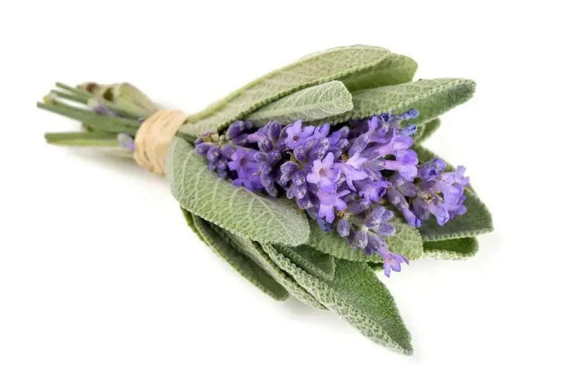 Broadleaf Sage Seeds (Salvia Officinalis ) Perennial Herb - Caribbeangardenseed