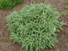 Broadleaf Sage Seeds (Salvia Officinalis ) Perennial Herb - Caribbeangardenseed