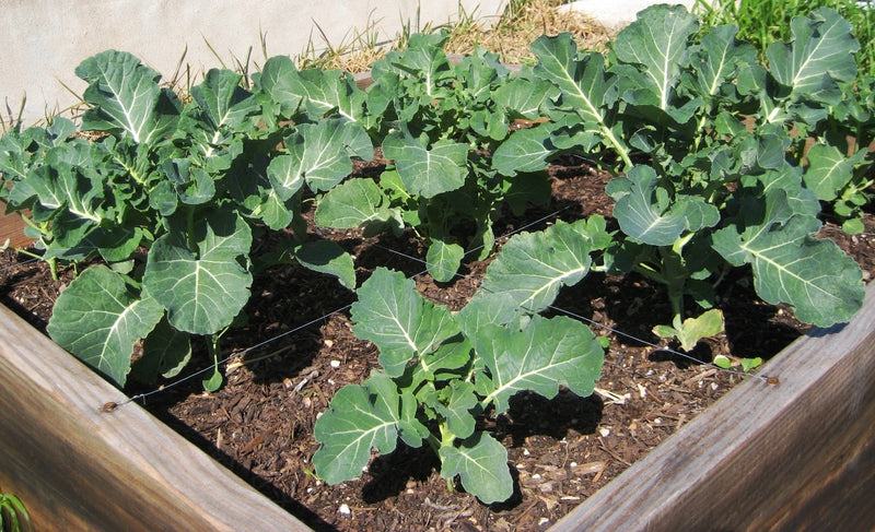 Imperial Broccoli - 5 Live Plants