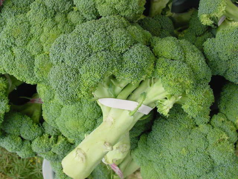 Imperial Broccoli - 5 Live Plants