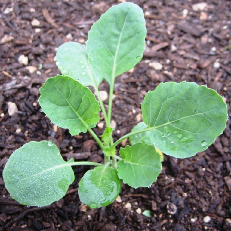 Imperial Broccoli - 5 Live Plants