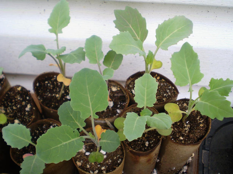 4 Poor Brussel Sprouts Live Plants