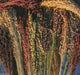 BROOM CORN SEEDS - Sorghum vulgar Mixed ,Cream,Gold,Red, Brown,Burgundy and More - Caribbean garden seed