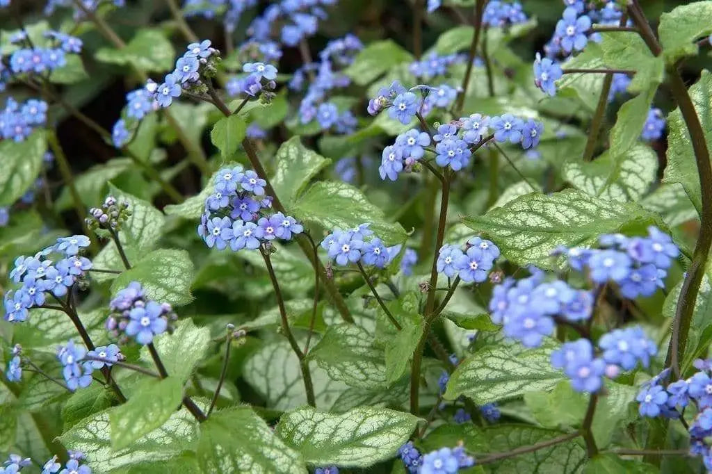 Brunnera Hadspen Cream ( Plant/division) Perennial - Caribbeangardenseed