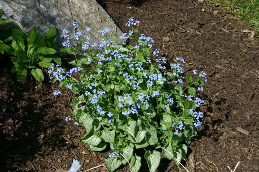 Brunnera macrophylla (Bare root) perennial - Caribbean garden seed